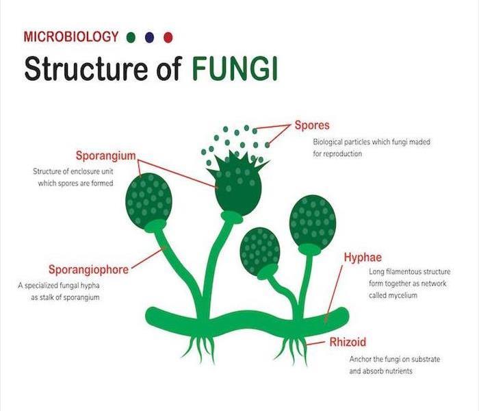 diagram of fungi body
