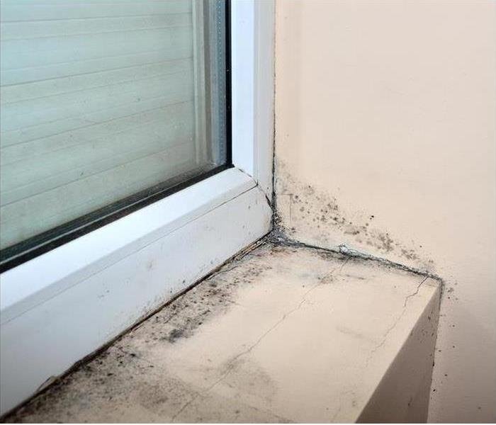 mold damage near a window